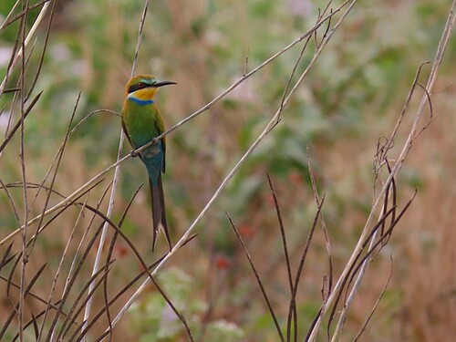 Swallow-tailed Bee-eater