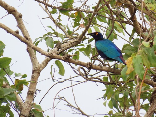 Purple Starling