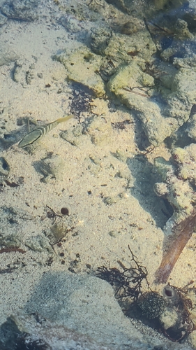 Lutjanus apodus