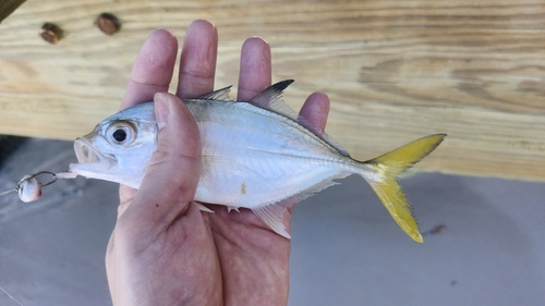 Caranx latus