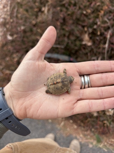 Eastern Box Turtle observed by leighalobelia
