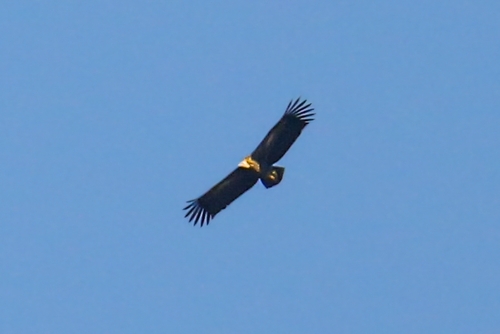 Himalayan Griffon