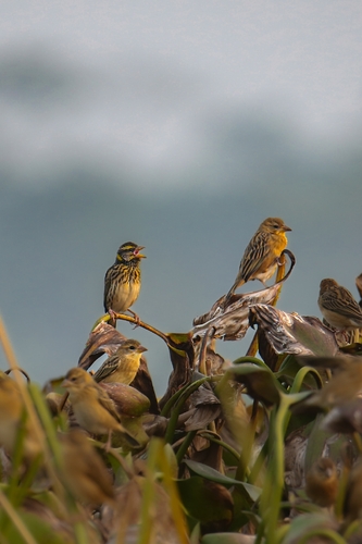 Streaked Weaver
