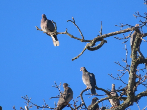 Band-tailed Pigeon observed by mombliss