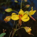 Caesalpinia mimosifolia - Photo (c) Santiago Benitez-Vieyra, todos los derechos reservados, subido por Santiago Benitez-Vieyra