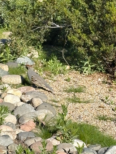 Gambel's Quail observed by kswim