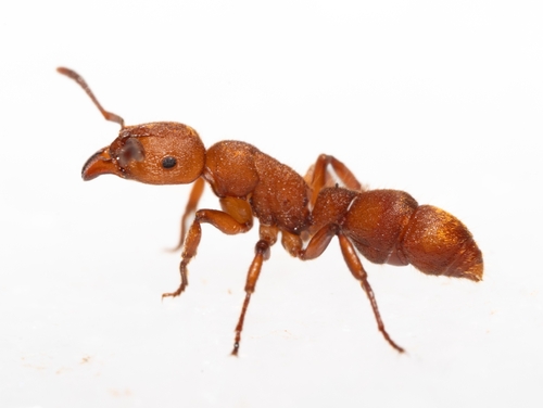 异突蚁属Heteroponera