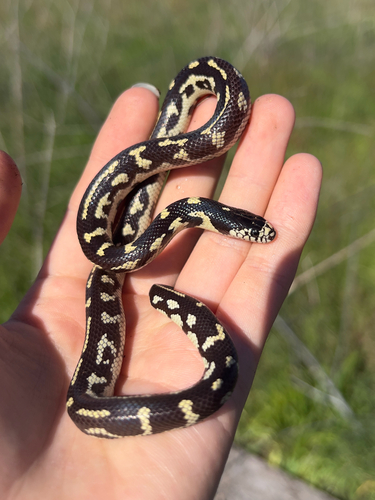 California King Snake observed by notscorplog