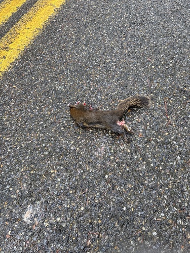 Douglas's Squirrel observed by echinopluteus