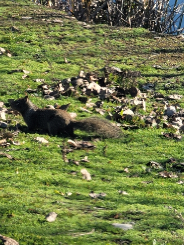 California Ground Squirrel observed by juno27