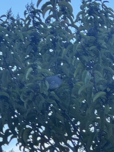 California Quail observed by pea