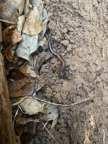 Eastern Red-backed Salamander observed by markprice