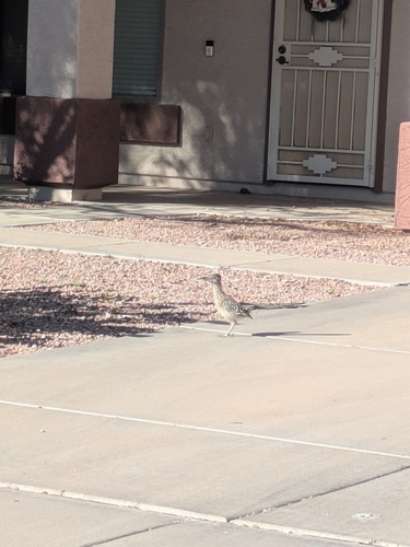 Greater Roadrunner observed by timothycota