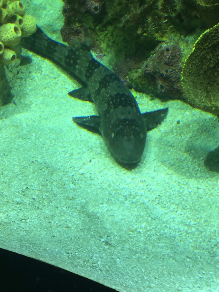 Whitespotted Bamboo Shark in April 2019 by C Hewitt · iNaturalist