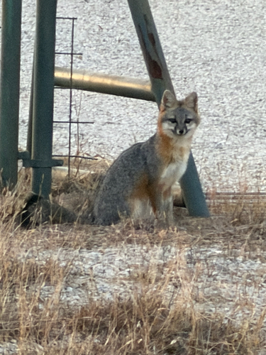 Gray Fox observed by badgerjohn