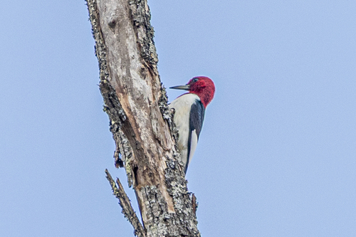 Red-headed Woodpecker observed by grace21