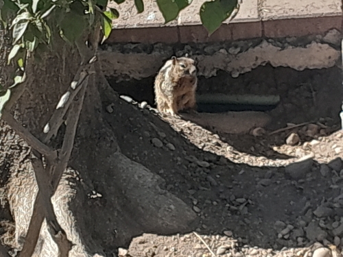 Ardillón de Rocas observed by fernando_sotelo21