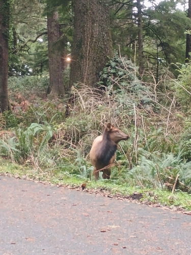 Roosevelt Elk observed by brandt3