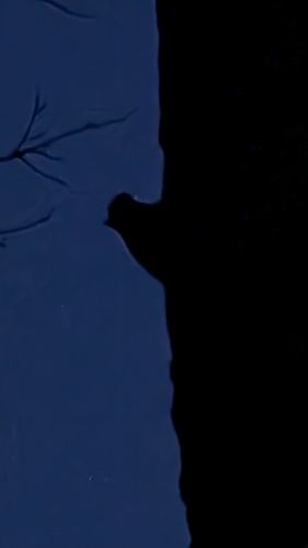 Southern Flying Squirrel observed by lindsey496