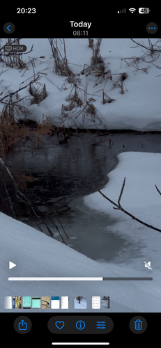 American Mink observed by shanelaunchbury