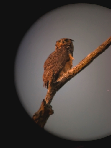 Great Horned Owl observed by jasminott
