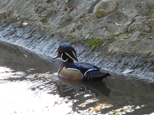 Pato Arcoíris observed by conycondor