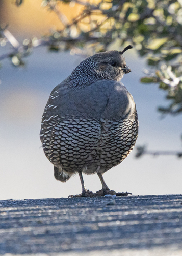 California Quail observed by steve_eddy