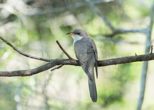 Yellow-billed Cuckoo