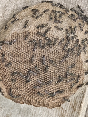 Yellow-banded Polybia Wasp
