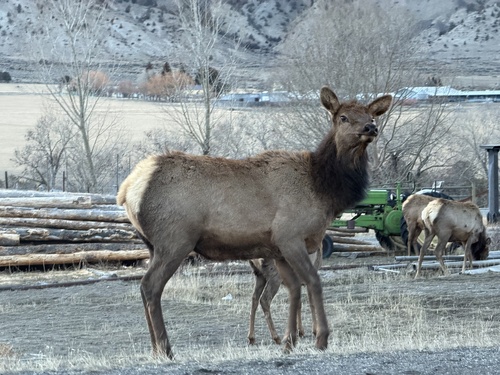 Elk observed by aaron_harrington