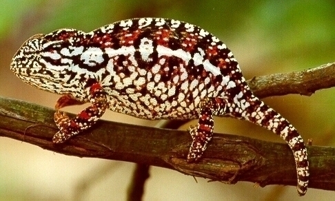 Carpet Chameleon