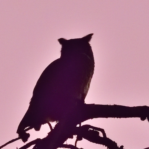 View observation of {o.common_name} on iNaturalist