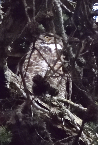 View observation of {o.common_name} on iNaturalist