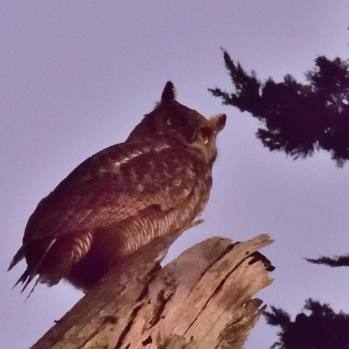 View observation of {o.common_name} on iNaturalist