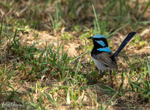 Superb Fairywren