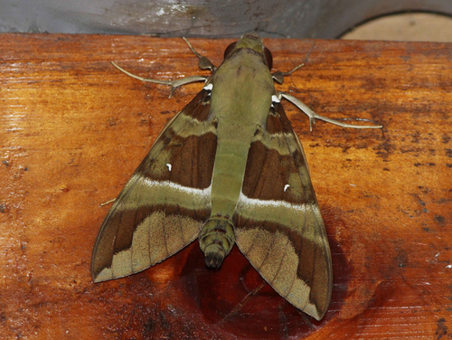 Whitebanded Nephele