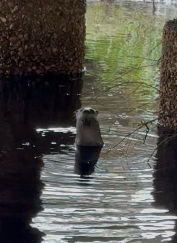 North American River Otter observed by notopteridae