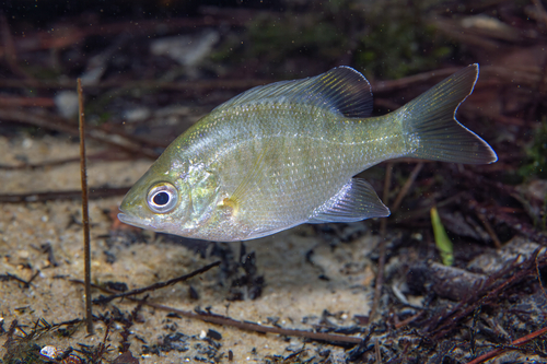 Lepomis macrochirus