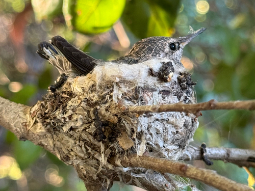 Anna's Hummingbird observed by adaman797