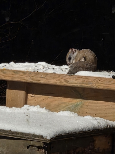 Northern Flying Squirrel observed by joan_davis