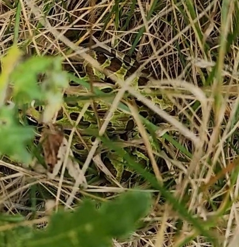 Northern Leopard Frog observed by samvaths