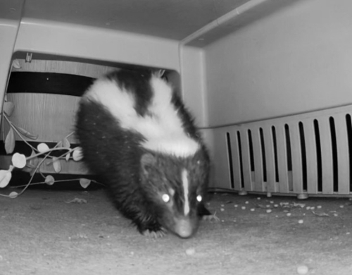 Striped Skunk observed by tyler-white