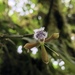 Epidendrum jatunsachanum - Photo (c) S.W., kaikki oikeudet pidätetään, lähettänyt S.W.