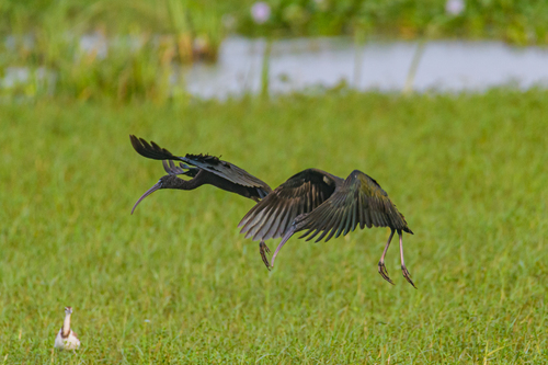 Glossy Ibis