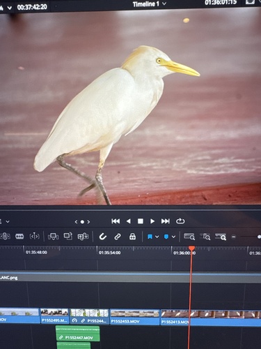 Western Cattle-Egret