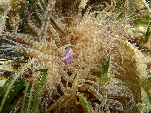 photo of Swimming Anemone (Boloceroides mcmurrichi)