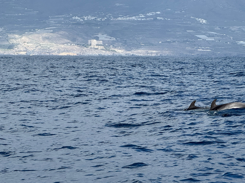 Tursiops truncatus observed by kstutis6