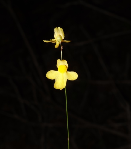 Zigzag Bladderwort