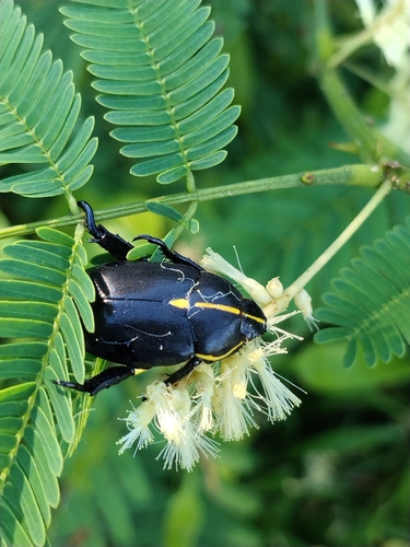 Rutela lineola