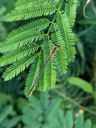 Ischnura fluviatilis